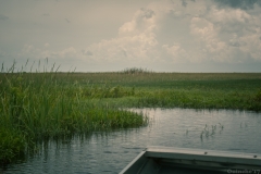 Everglades_-7