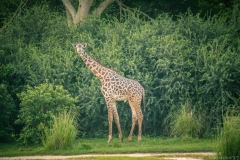 Animals_Kingdom_-6