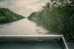 Everglades_-13