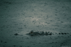 Everglades_-22