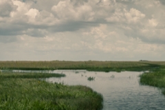 Everglades_-8