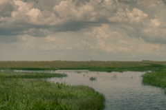 Everglades_-9