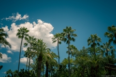 Hollywood_Studios-13