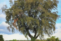 KIVA le faire n°11 : Un arbre