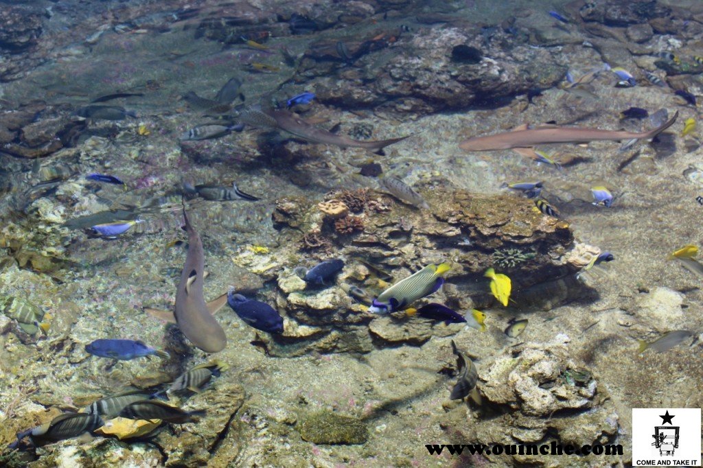 Récif, poisson chirurgien et requin à pointes noires