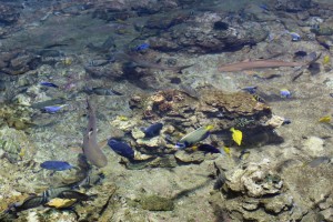 Récif, poisson chirurgien et requin à pointes noires