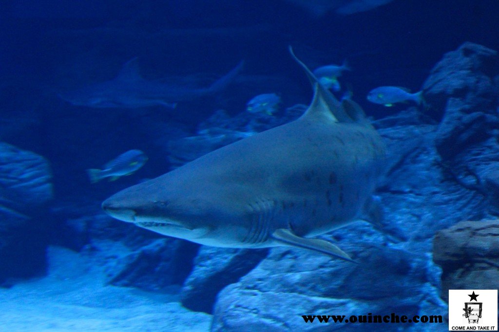 Requin Taureau