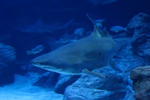 Requin Taureau